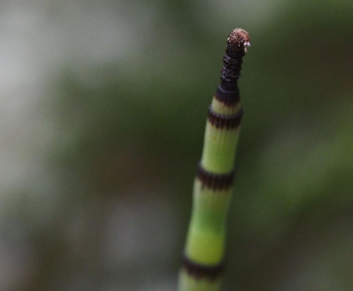 Horsetail, Rough flower